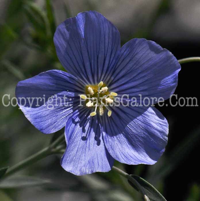 PGC-P-Linum-perenne-Sapphire-2011-03