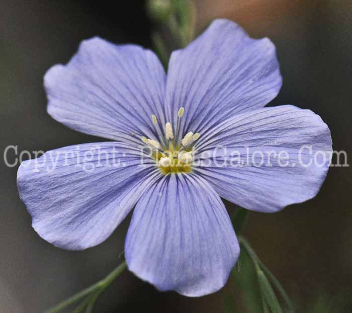 PGC-P-Linum-perenne-Sapphire-2011-05