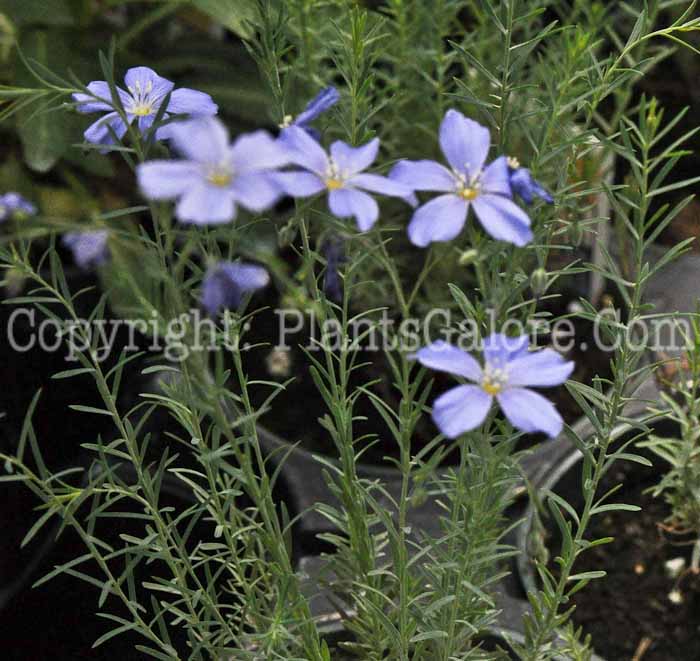 PGC-P-Linum-perenne-Sapphire-2011-06