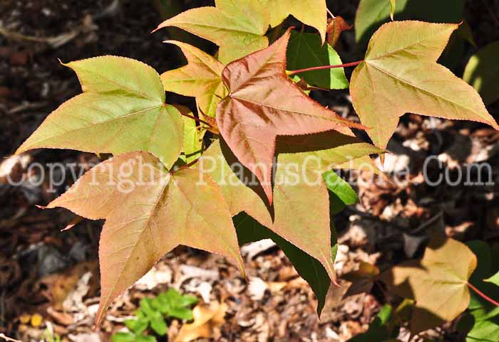 PGC-T-Liquidambar-acalycina-0513-2