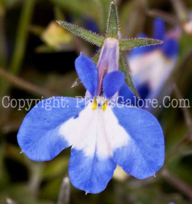 PGC-A-Lobelia-Hot-Bavaria-0514j-1