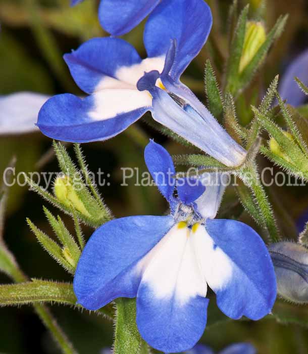 PGC-A-Lobelia-Hot-Bavaria-0514j-2