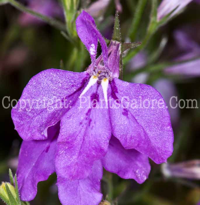 PGC-A-Lobelia-Hot-Purple-0514j-1