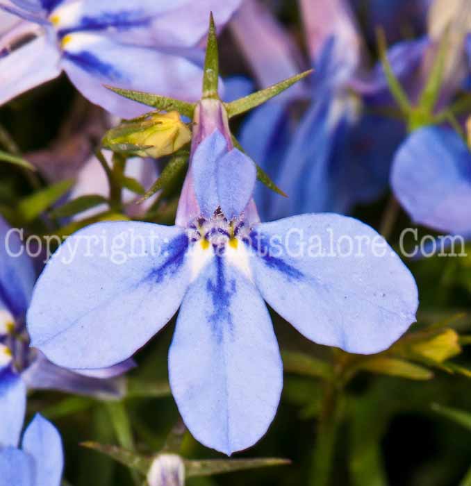 PGC-A-Lobelia-Hot-Waterblue-0514j-2