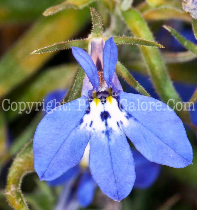 PGC-A-Lobelia-Tidepool-Blue-0514j-1