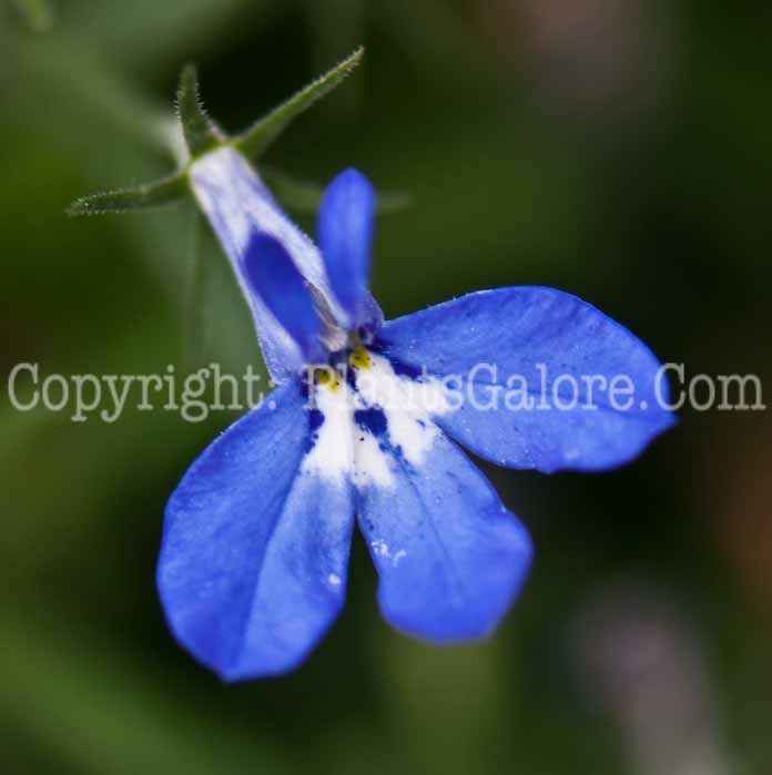 PGC-A-Lobelia-Tidepool-Blue-0514r-3