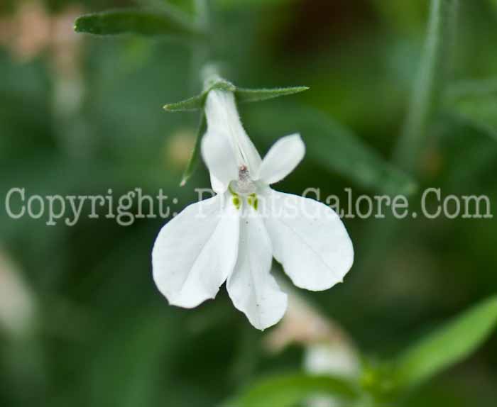 PGC-A-Lobelia-Tidepool-White-0514r-2