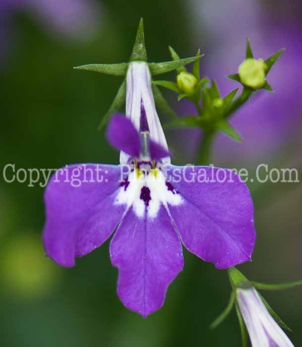 PGC-A-Lobelia-Waterfall-Purple-0514r-1