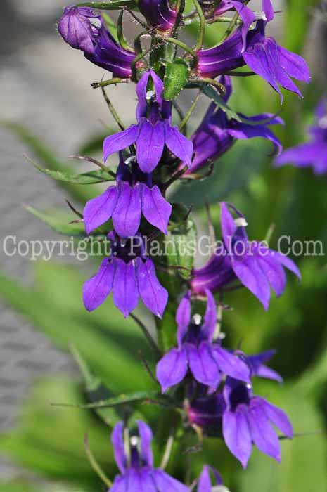 PGC-P-Lobelia-Fan-Blue-813-1