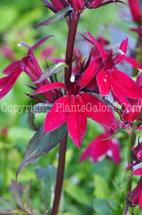 PGC-P-Lobelia-Fan-Burgundy-813-2