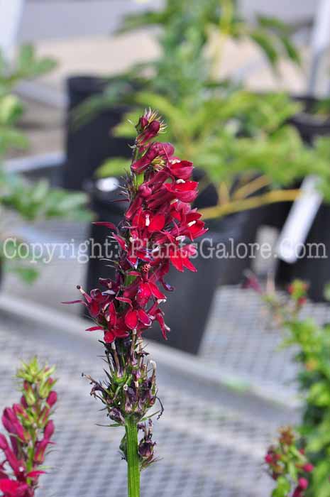 PGC-P-Lobelia-Fan-Burgundy-813-3