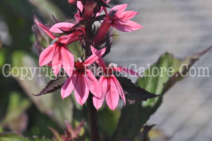 PGC-P-Lobelia-Fan-Salmon-2011-002