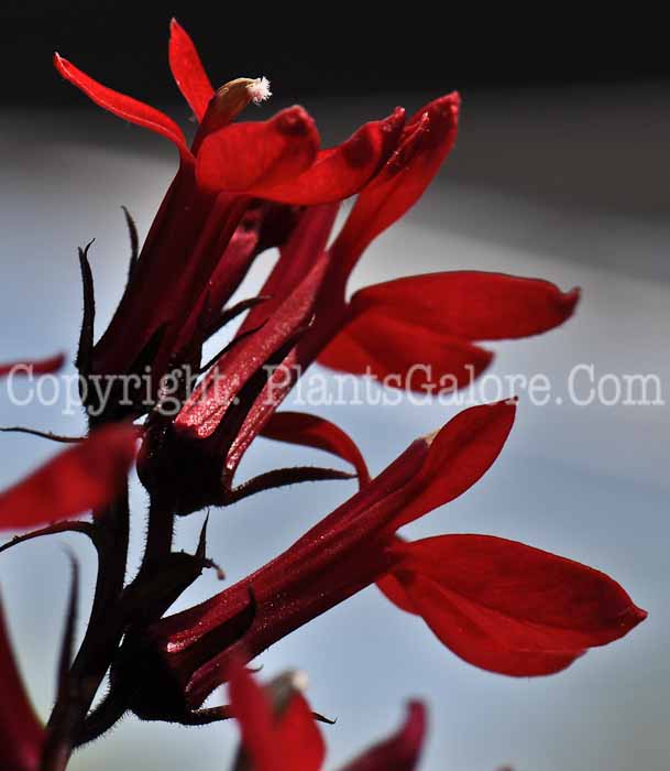 PGC-P-Lobelia-Fan-Scarlet-2010-01