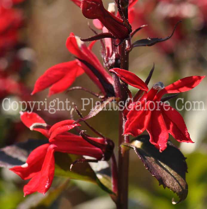 PGC-P-Lobelia-Fan-Scarlet-2010-04