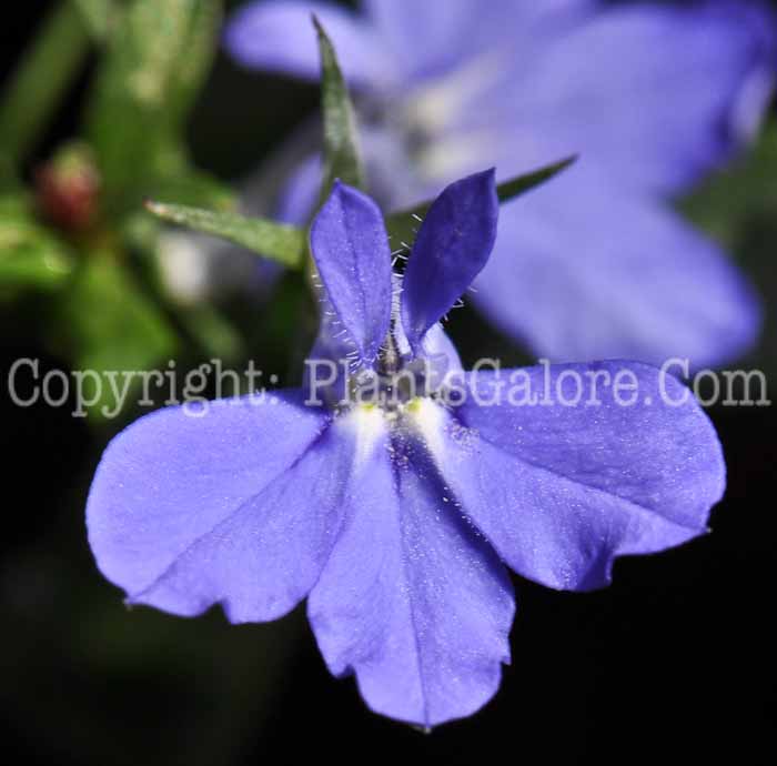 PGC-P-Lobelia-Waterfall-Blue-2010-001