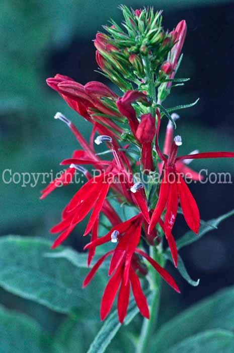 PGC-P-Lobelia-cardinalis-2