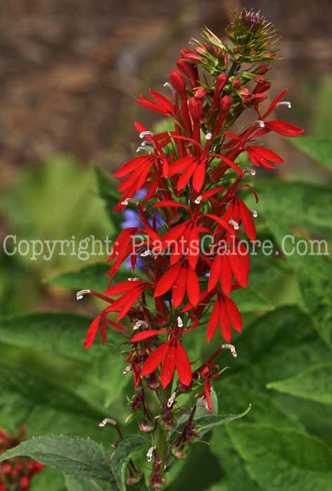 PGC-P-Lobelia-cardinalis-2010-07