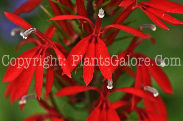 PGC-P-Lobelia-cardinalis-2010-09