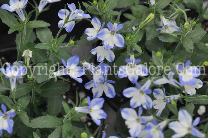 PGC-A-Lobelia-erinus-Mixed-2011-01