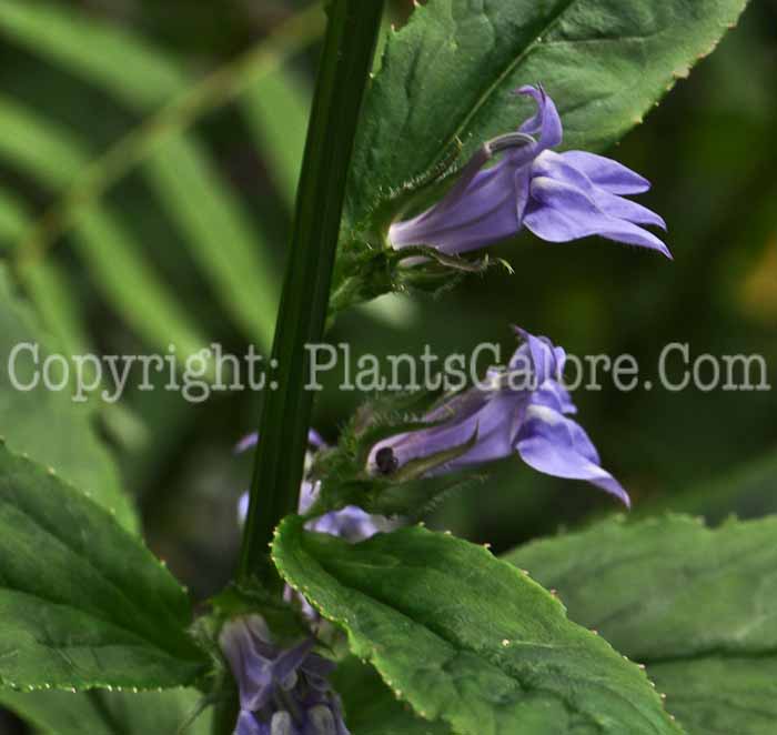 PGC-P-Lobelia-siphilitica-2010-01