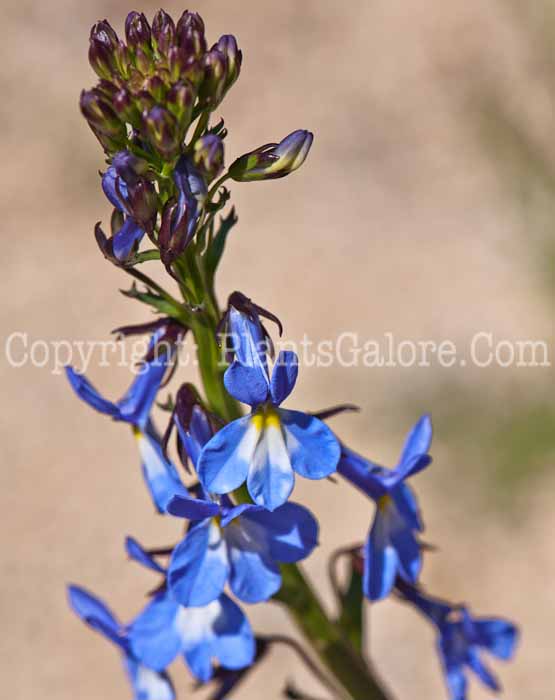 PGC-P-Lobelia-valida-0514c-2