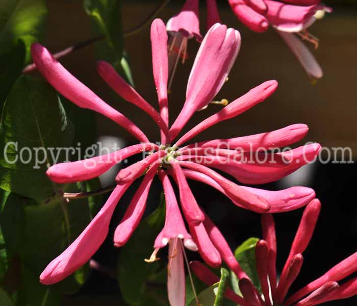 PGC-V-Lonicera-Alabama-Crimson-05-2012-01