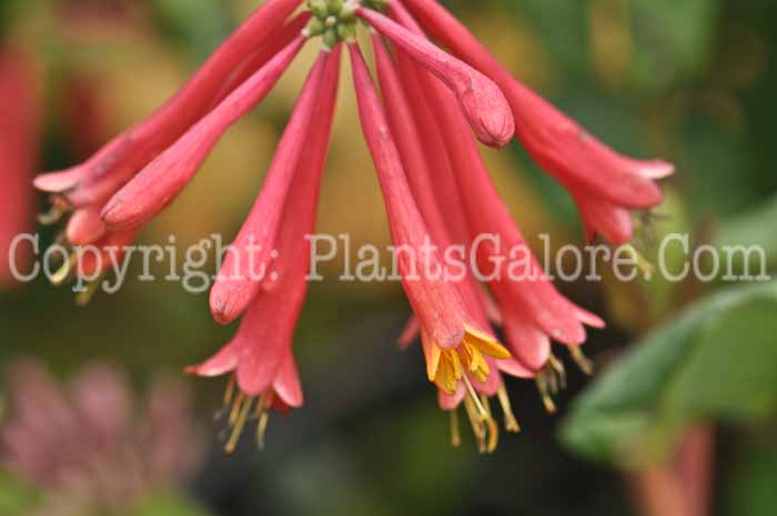 PGC-V-Lonicera-Alabama-Crimson-2011-01