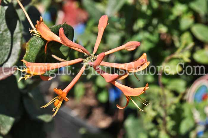 PGC-V-Lonicera-Mandarin-05-2012-01