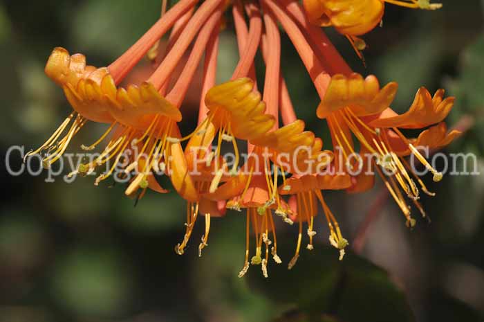 PGC-V-Lonicera-Mandarin-2011-0