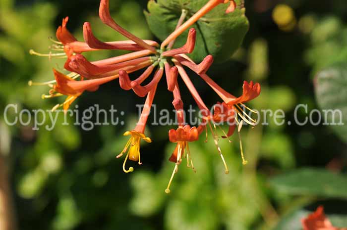 PGC-V-Lonicera-Mandarin-r-2010-1