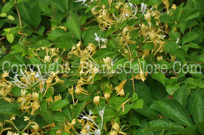 PGC-V-Lonicera-japonica-CapeCod--2011-