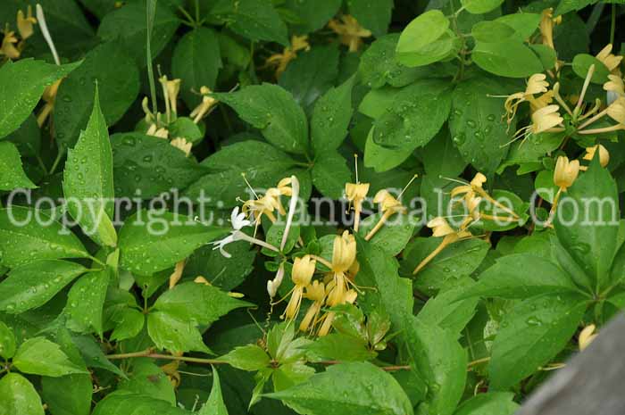 PGC-V-Lonicera-japonica-CapeCod--2011-003