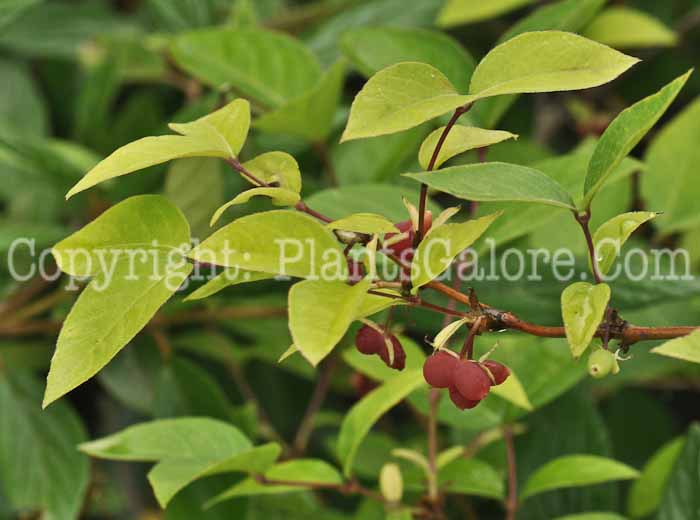 PGC-V-Lonicera-standishii-2011-Arrowhead-001