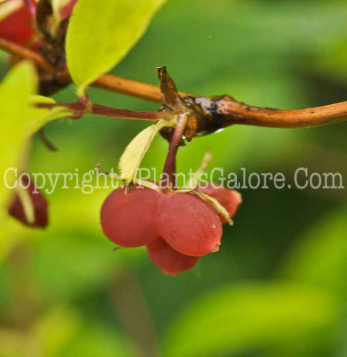 PGC-V-Lonicera-standishii-2011-Arrowhead-002