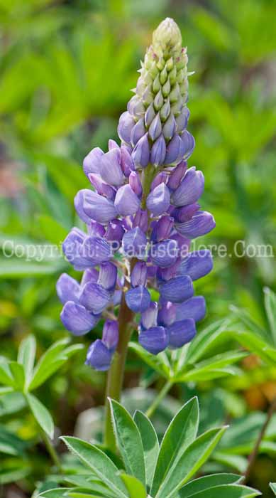 PGC-P-Lupinus-Gallery-Blue-0514-1