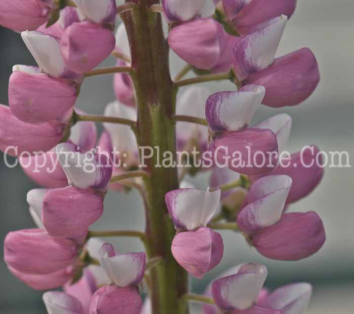 PGC-P-Lupinus-Gallery-Mix-2011-01