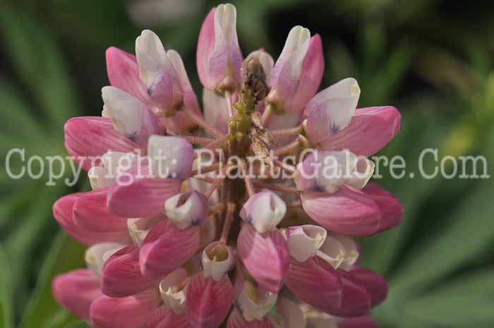 PGC-P-Lupinus-Gallery-Mix-2011-02