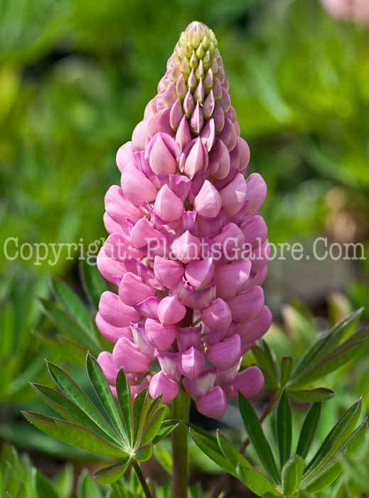 PGC-P-Lupinus-Gallery-Pink-0514-1