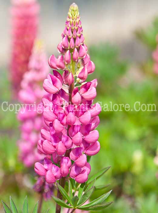 PGC-P-Lupinus-Gallery-Red-0514-2