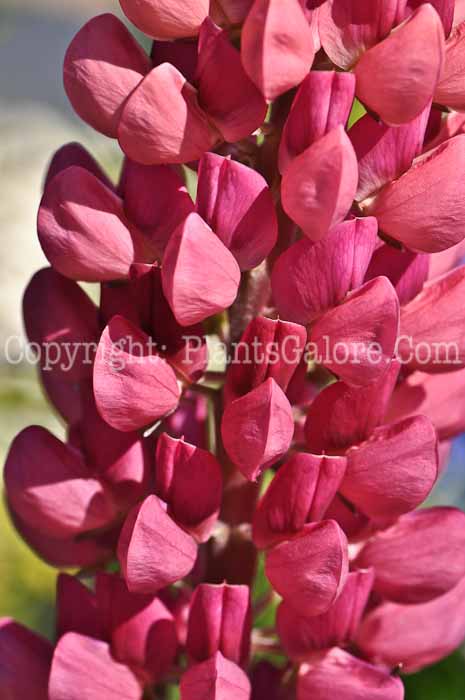 PGC-P-Lupinus-Gallery-Red-2010-1