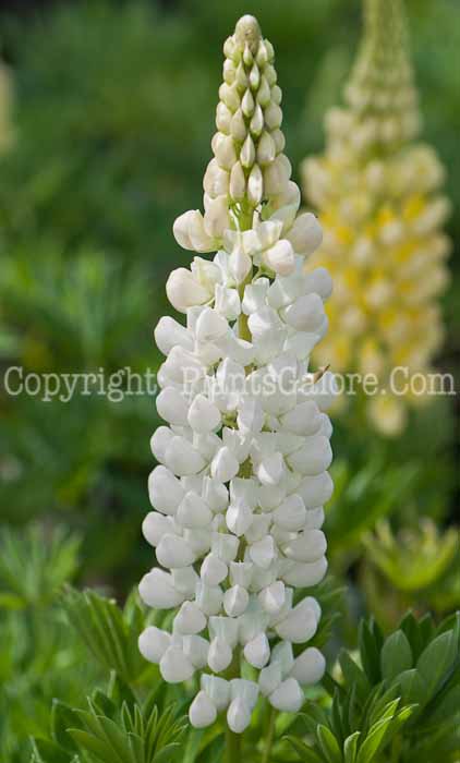 PGC-P-Lupinus-Gallery-White-0514-1