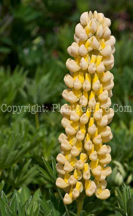 PGC-P-Lupinus-Gallery-Yellow-0514-1