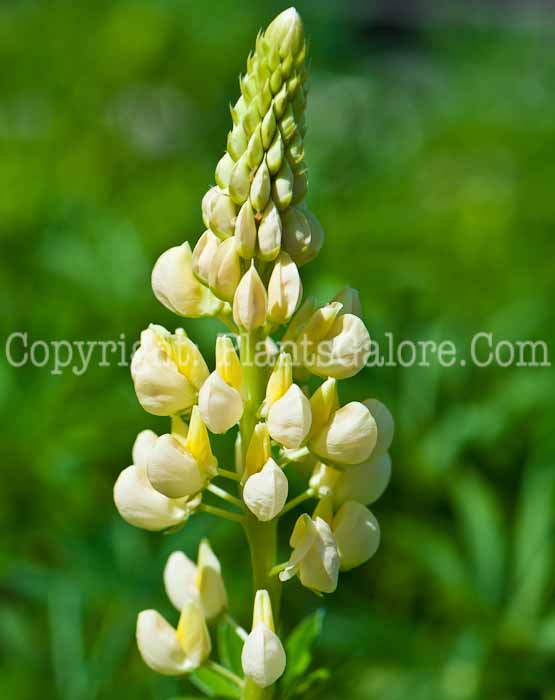 PGC-P-Lupinus-Gallery-Yellow-0514c-1