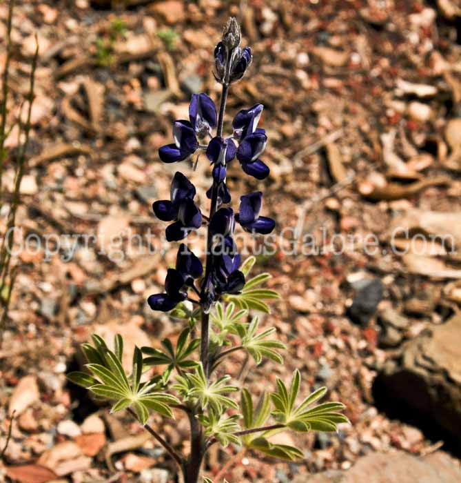 PGC-P-Lupinus-pilosus-04-2012.jpg-1