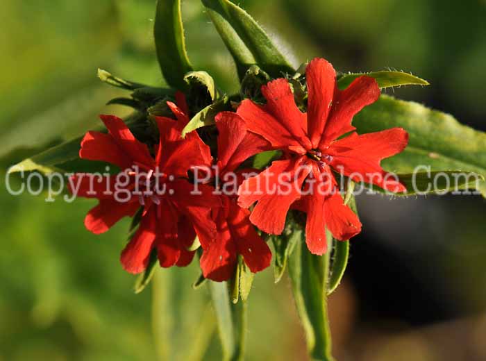 PGC-P-Lychnis-arkwrightii-Orange-Gnome-2010-05
