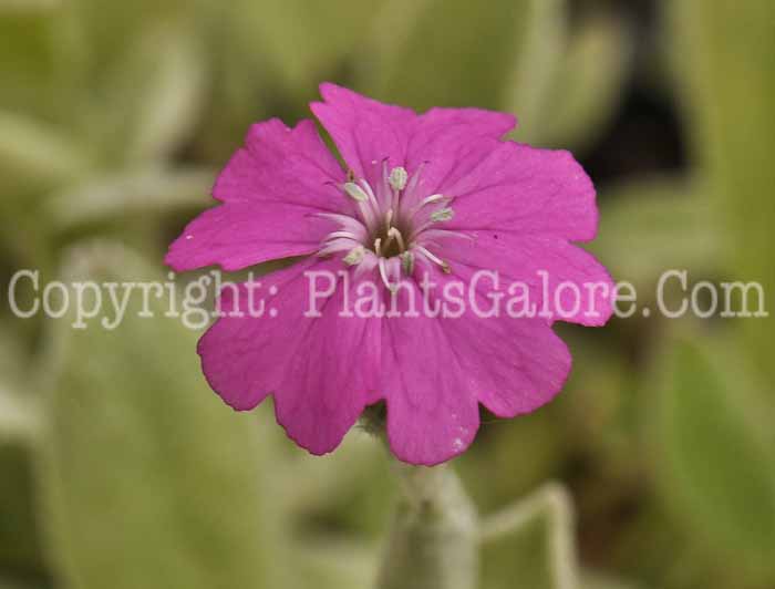 PGC-P-Lychnis-flos-jovis-05-2012-2