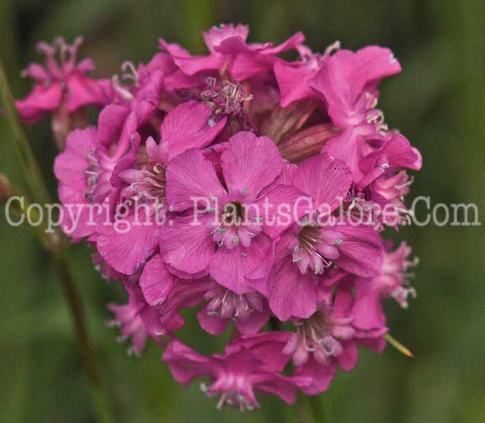 PGC-P-Lychnis-viscaria-Splendens-2011-01