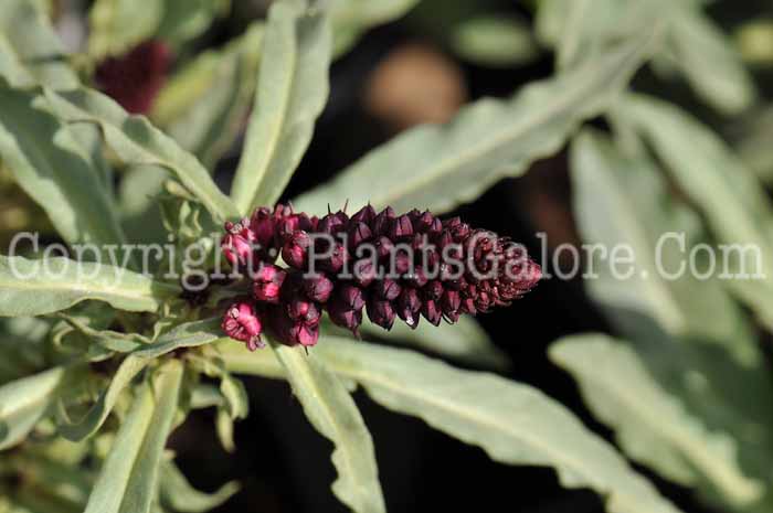 PGC-P-Lysimachia-atropurpurea-Beaujolais-1-2010