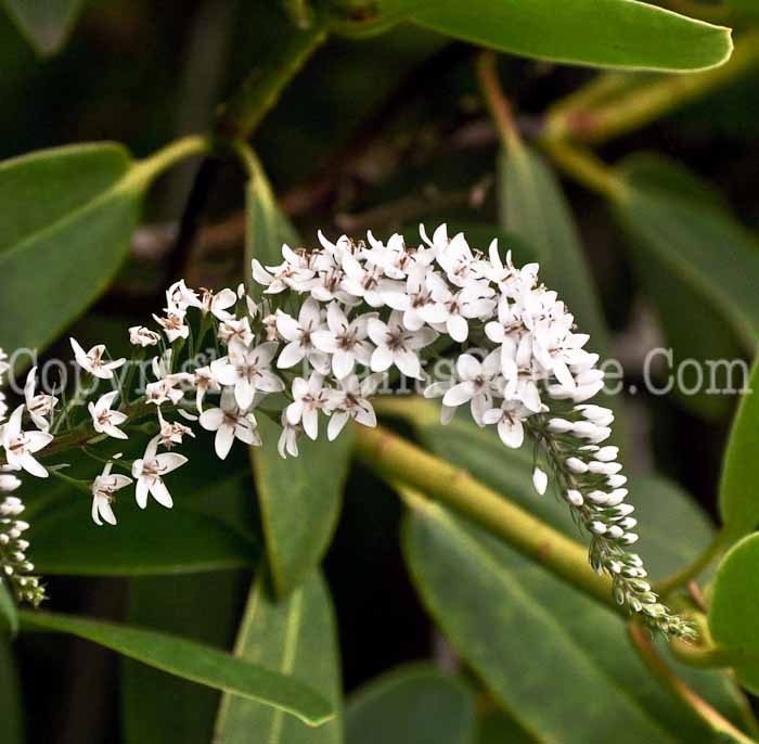 PGC-P-Lysimachia-clethroides-13-1