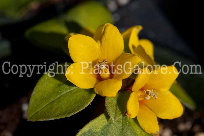 PGC-P-Lysimachia-Walkabout-Sunset-0214-1